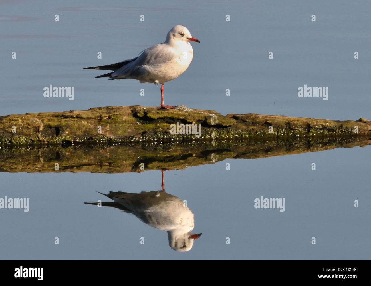 One Legged Bird Stock Photo - Alamy