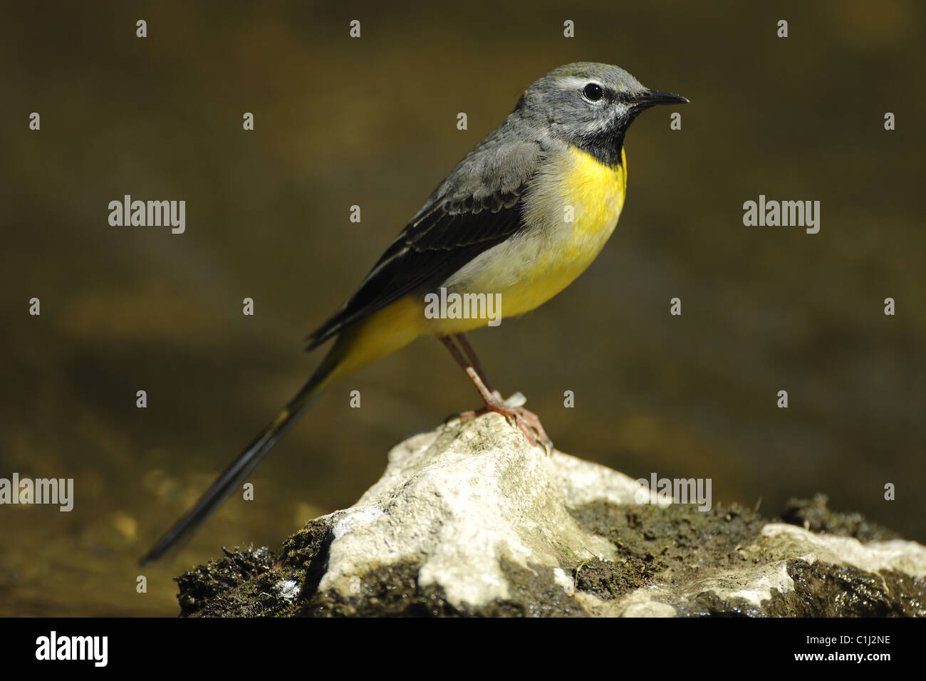 Grey Wagtail Greeting Card #2 - Steve Copper's Photography Store