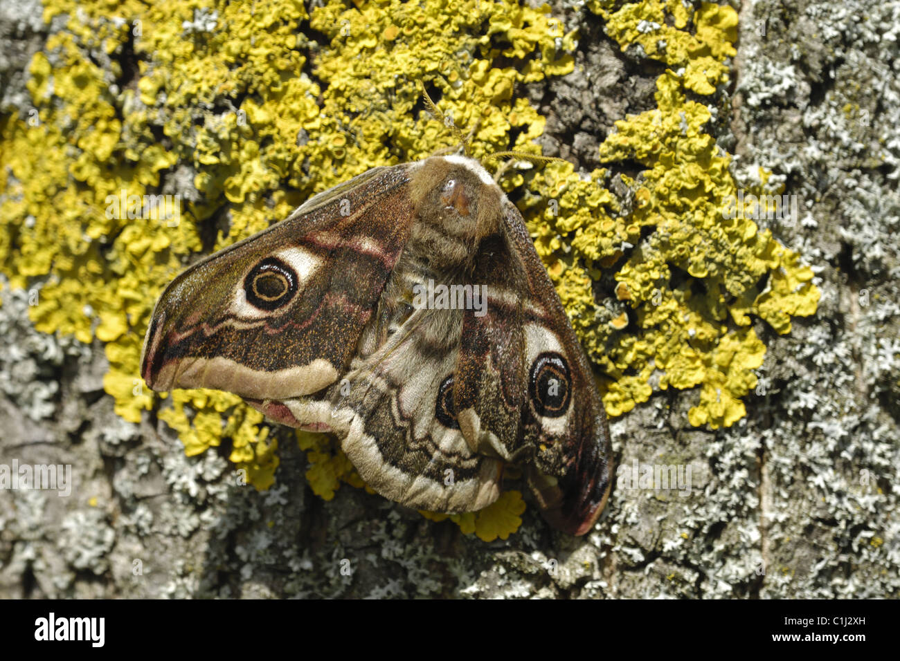 Small Emperor Moth Stock Photo