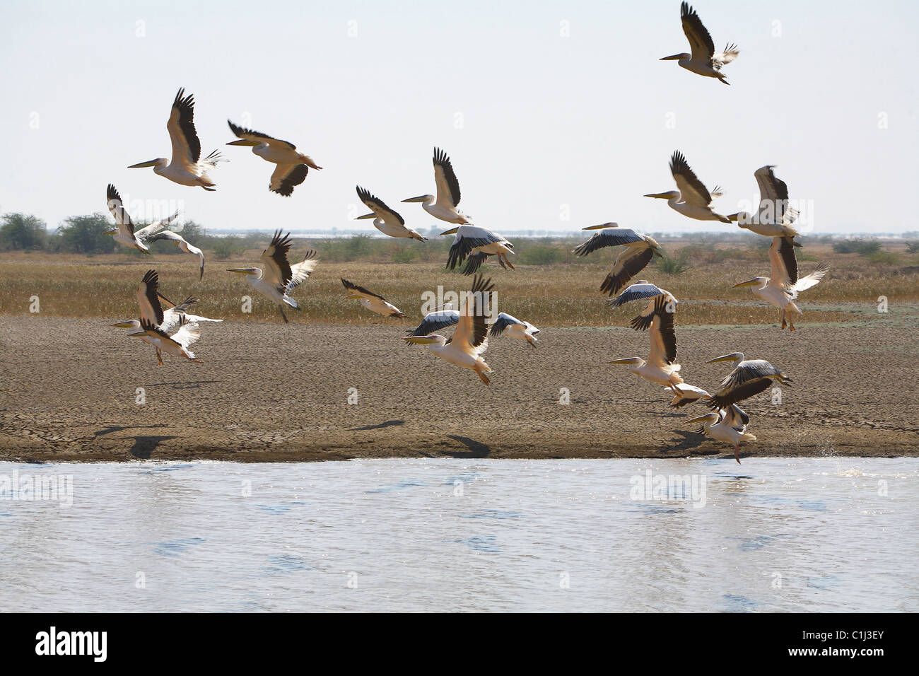 A flock of Rosy Pelicans (Pelecanus Onocrotalus) are taking off from the lake at Little Rann of Kutchh Gujrat India Stock Photo