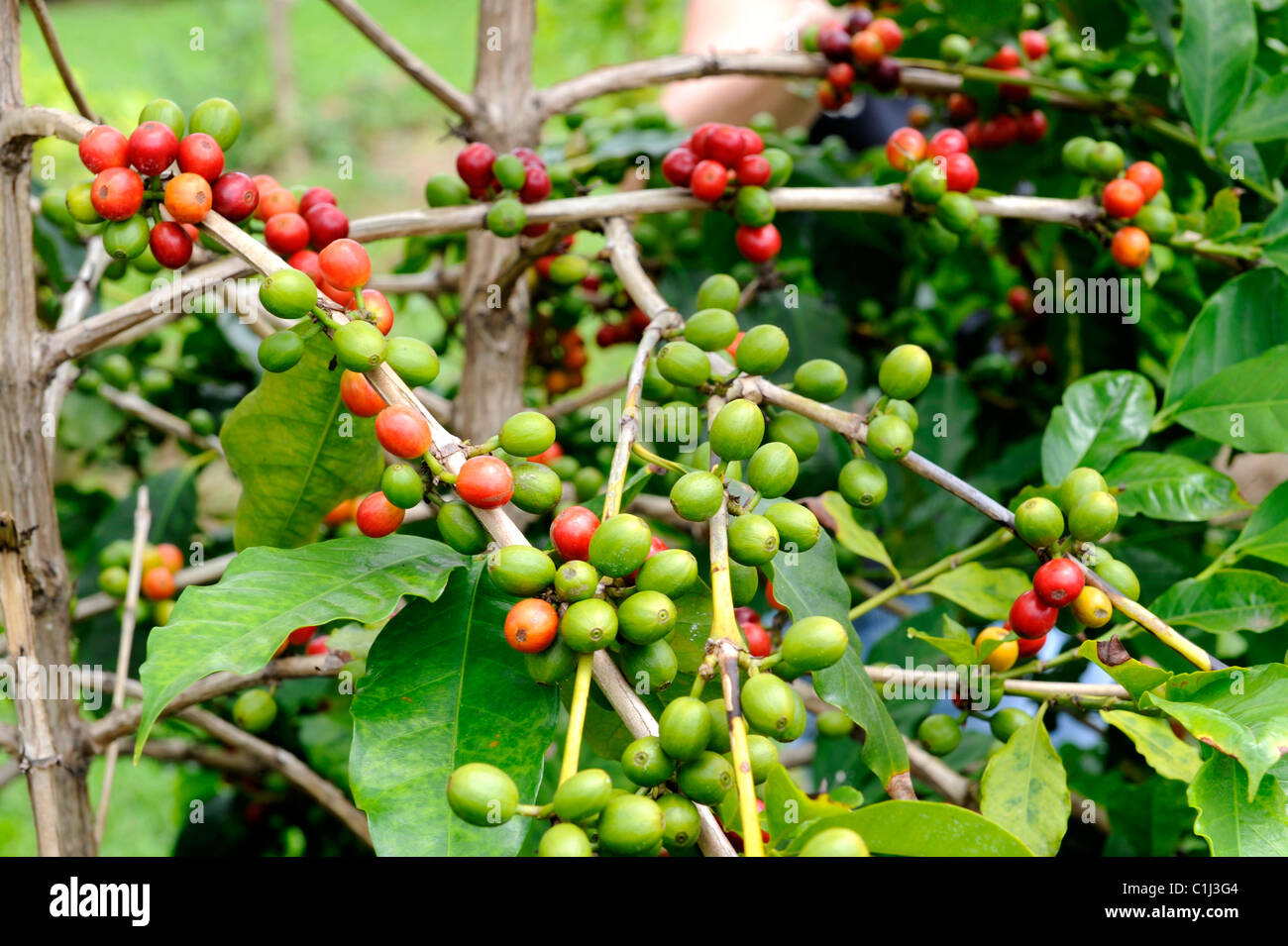 Coffee Bean Plants Kona Hawaii Pacific Ocean Stock Photo Alamy