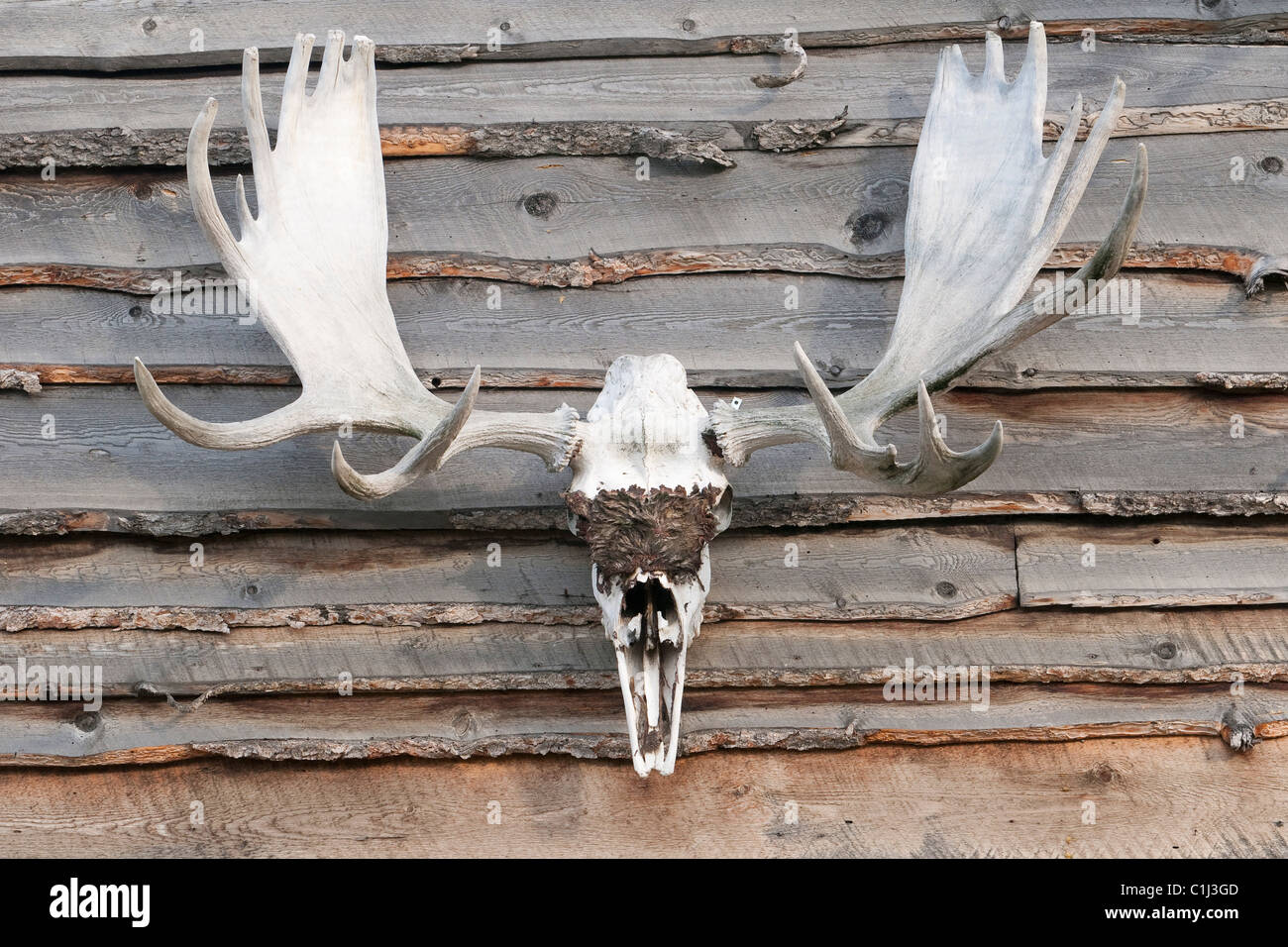 Moose Antlers, Alaska, USA Stock Photo Alamy