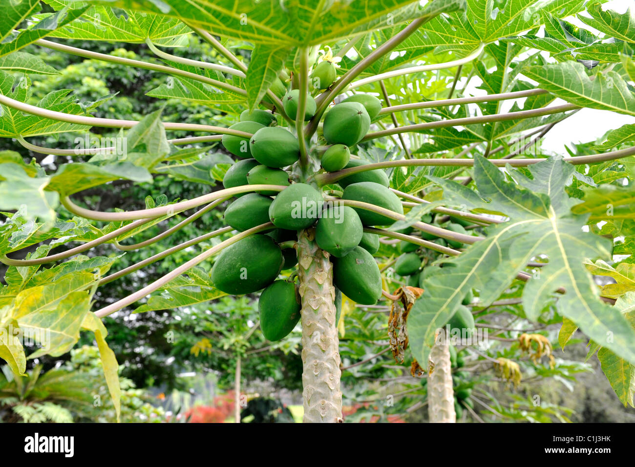 Papaya Trees Kona Hawaii Pacific Ocean Stock Photo Alamy