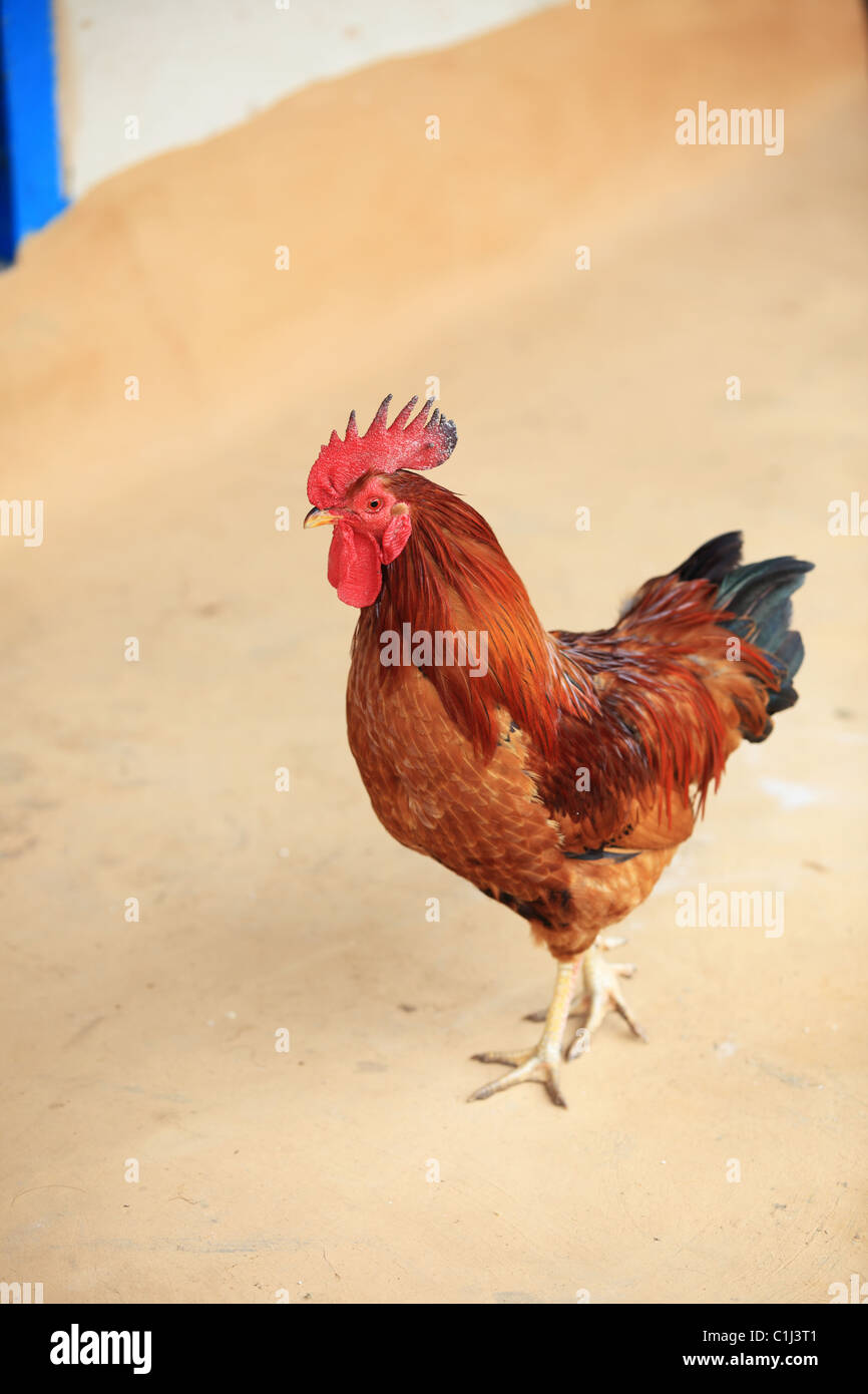 Rooster in the Himalaya Nepal Stock Photo