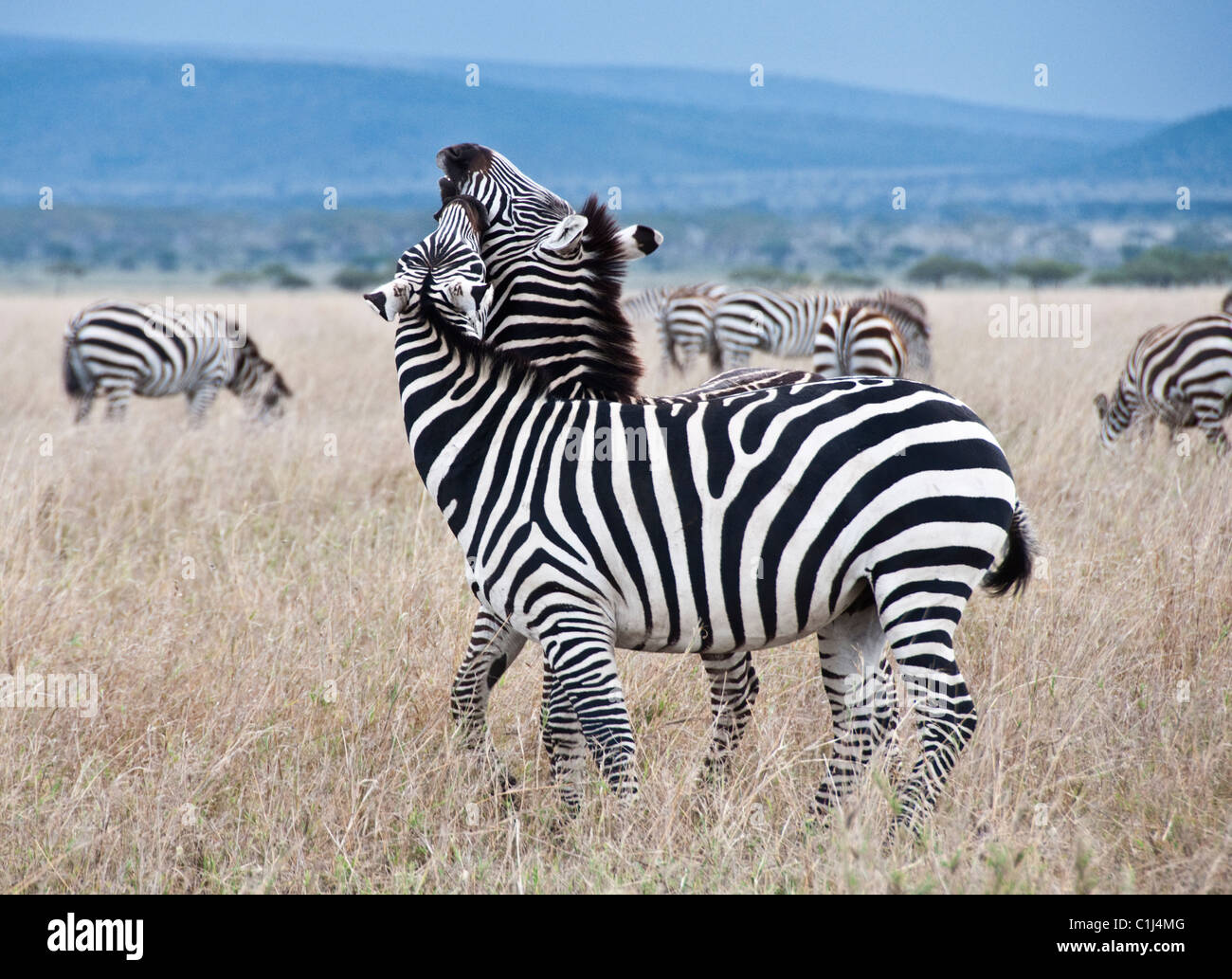 Zebras in Serengeti Game Drive Tanzania Stock Photo