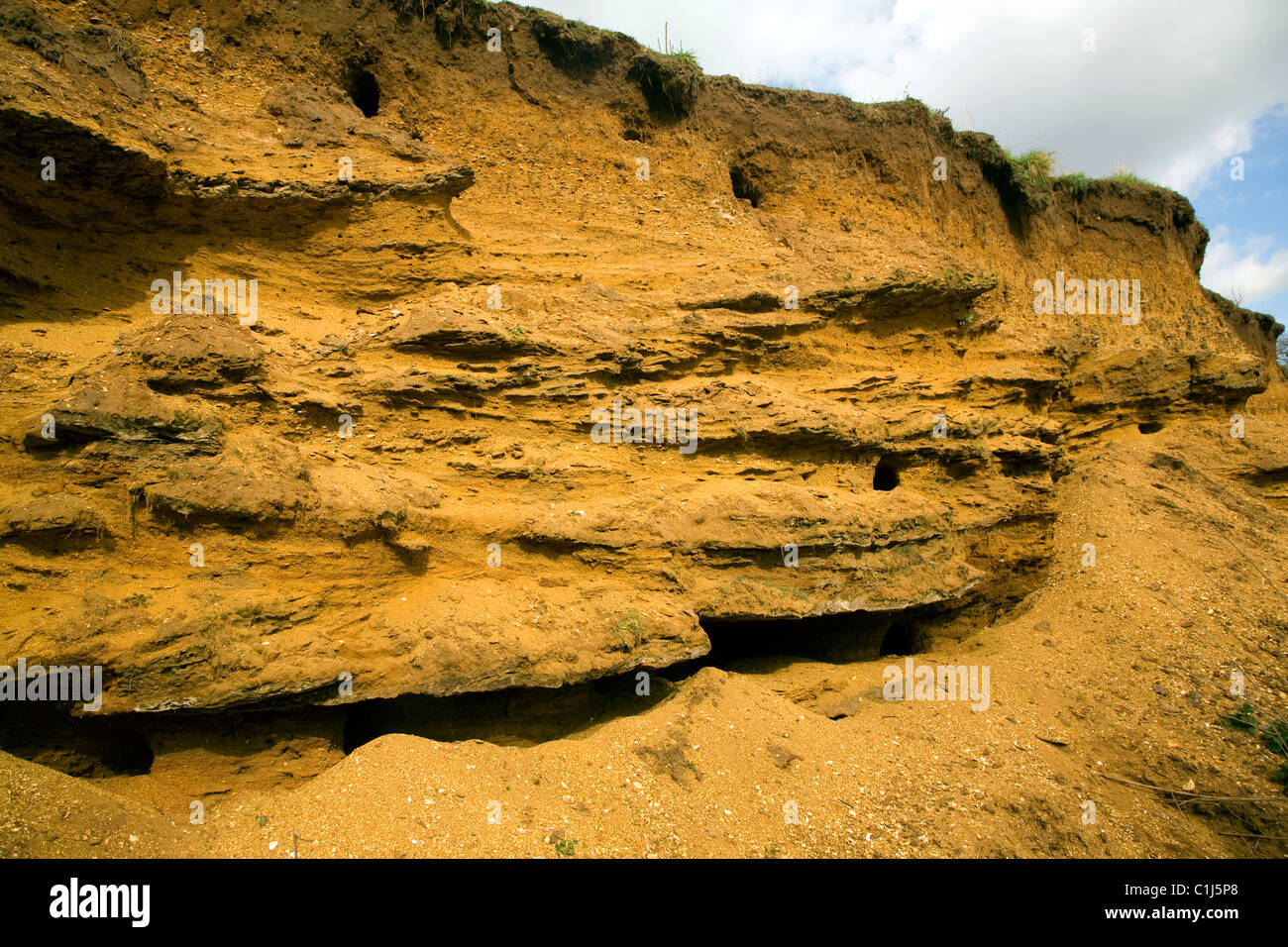 Layers strata Red Crag rock in quarry Sutton England Stock Photo - Alamy