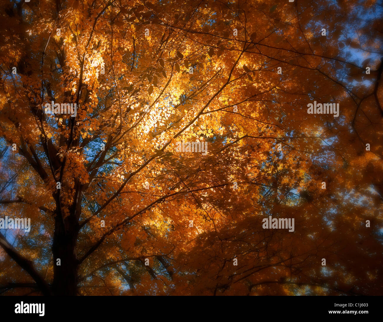 A maple tree glows with golden colors in afternoon sunshine in New ...