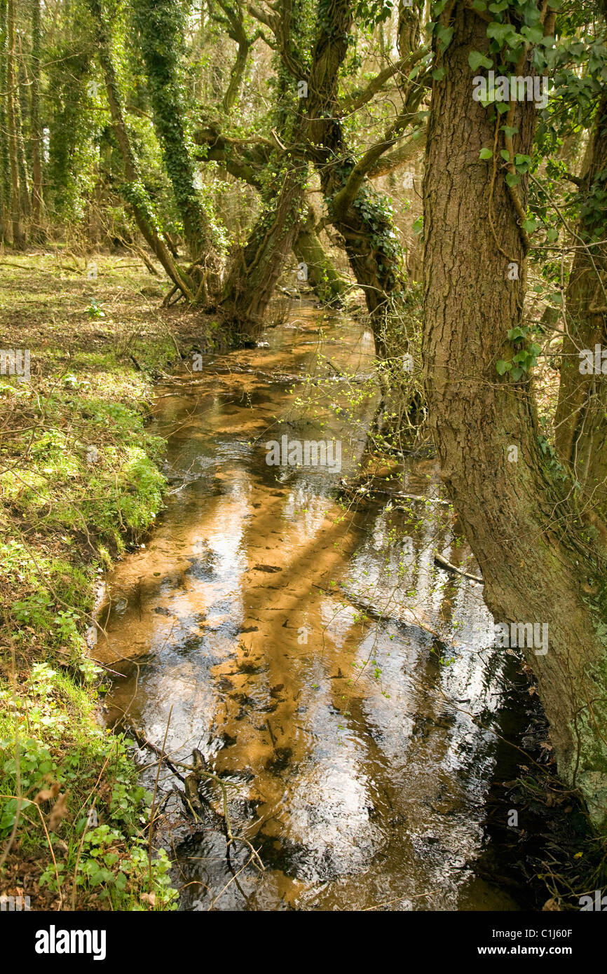 Stream through woods hi-res stock photography and images - Alamy