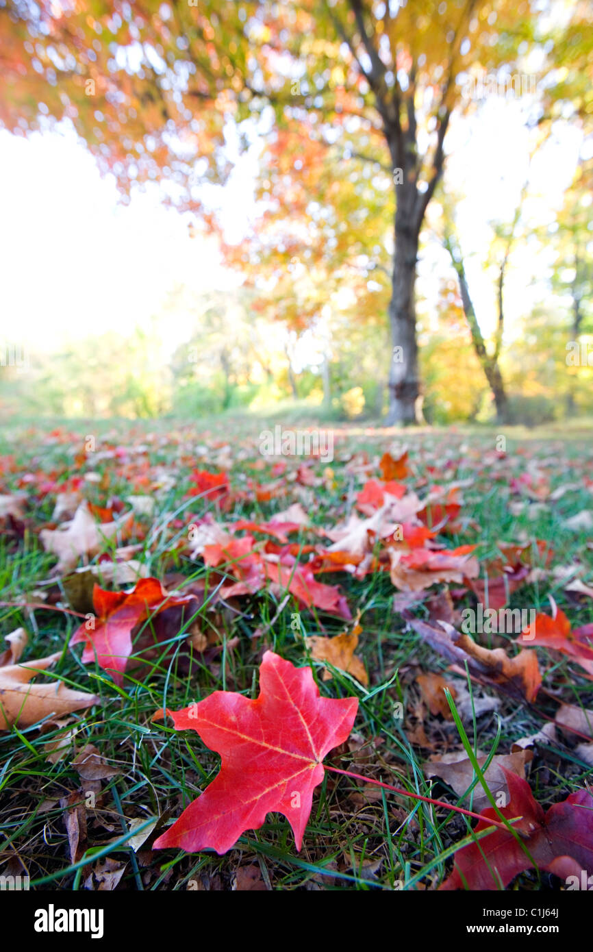 A maple tree turned golden yellow / orange in autumn with one bright