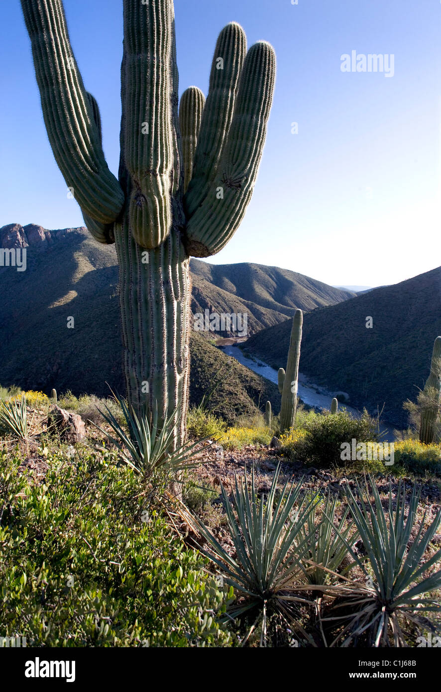 Looking down past saguaro cactus and other desert flora to the Salt river in Arizona Stock Photo