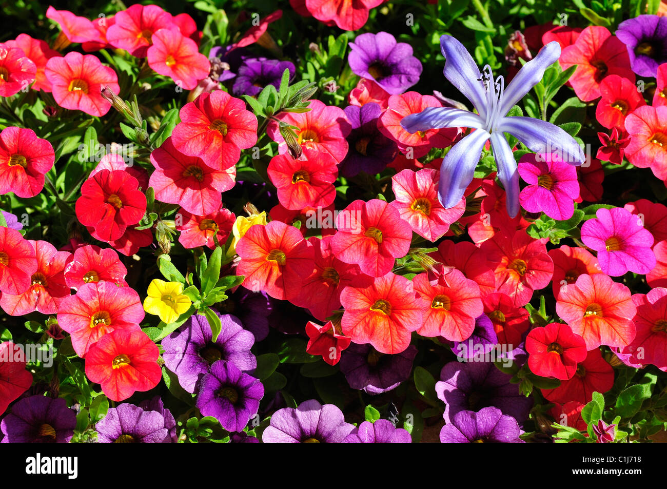 Flowering red Petunia Dwarf with blue agapanthus flower Stock Photo