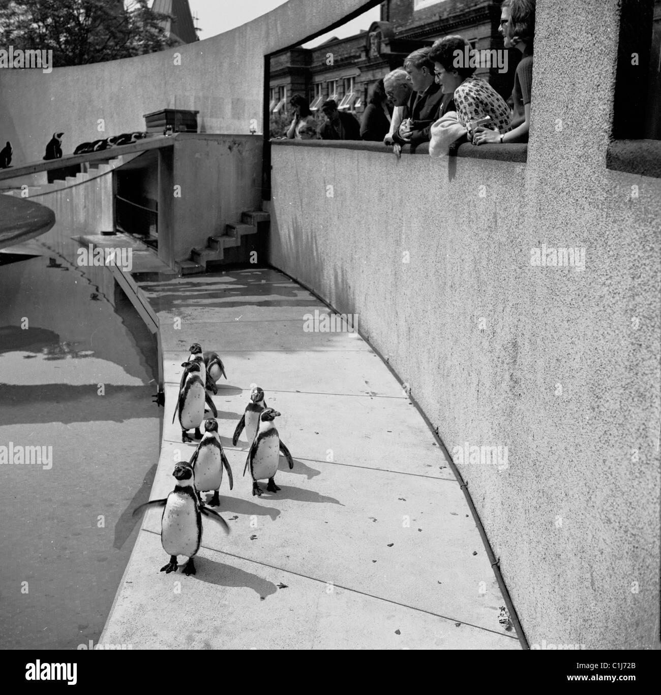 1950s, people watching the penguins on a walkway beside their pool at London Zoo, a city zoo in Regents Park, London, England. Stock Photo