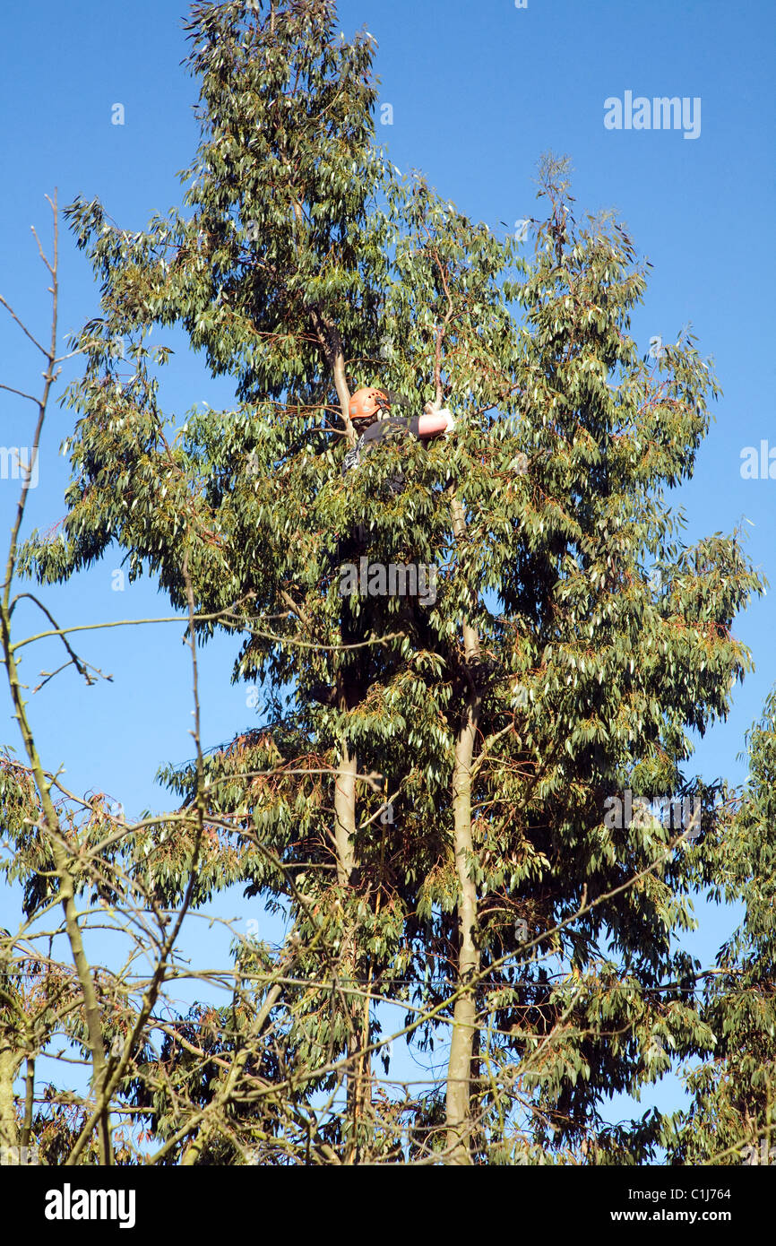 Man tree surgeon chainsaw cutting trees Stock Photo - Alamy