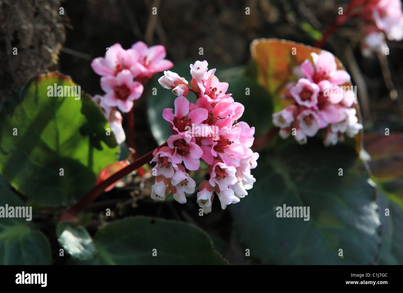 Himalayan flowers Nepal Himalaya Stock Photo