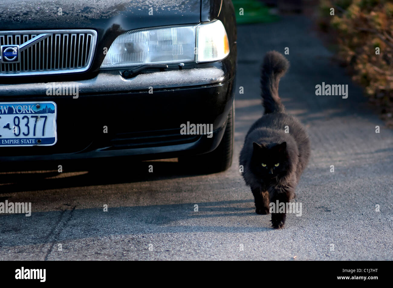 Black cat and black car. Stock Photo