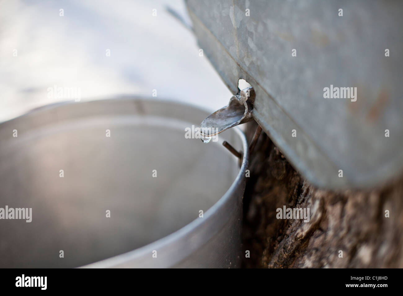 Maple Sap Dripping into Bucket, Sugar shack, Beauce, Quebec, Canada Stock Photo