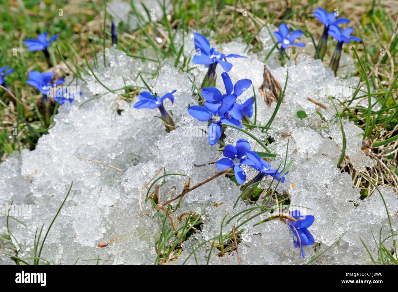 Close up Spring Gentians (Gentiana verna) growing in snow Stock Photo