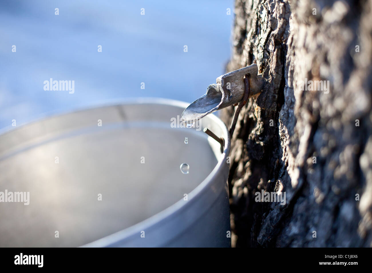 Maple Sap Dripping into Bucket, Sugar shack, Beauce, Quebec, Canada Stock Photo
