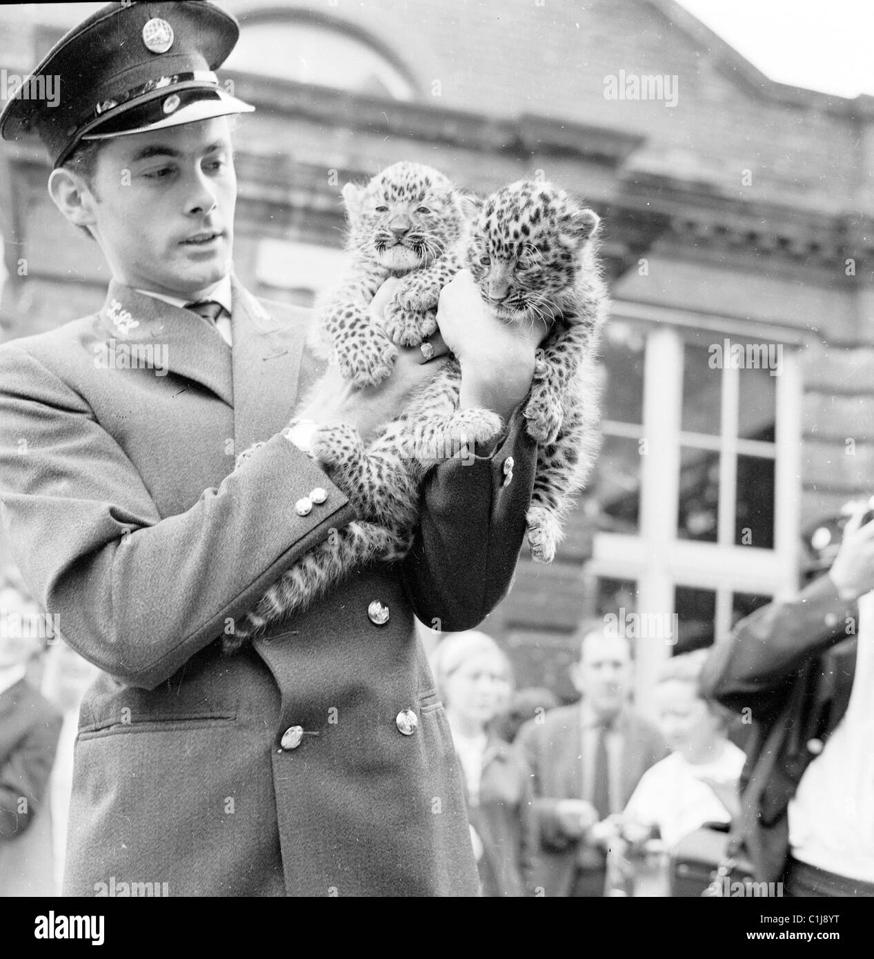 1967, a uniformed keeper at  London Zoo in Regents Park, London, England, holds the first pair of Cheetahs born in captivity in Europe. Stock Photo