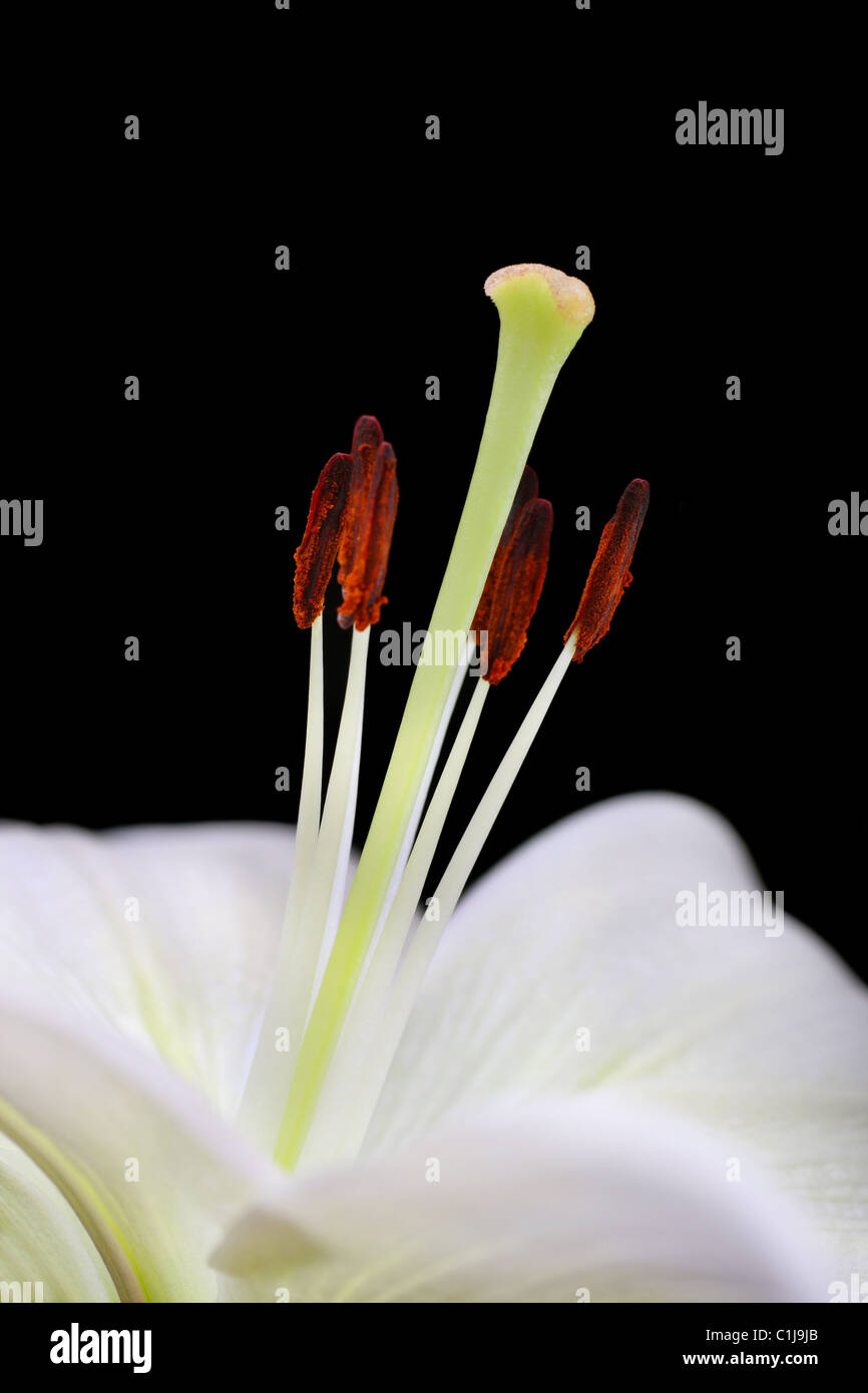macro of a lily flower showing stamen and anthers coated in pollen