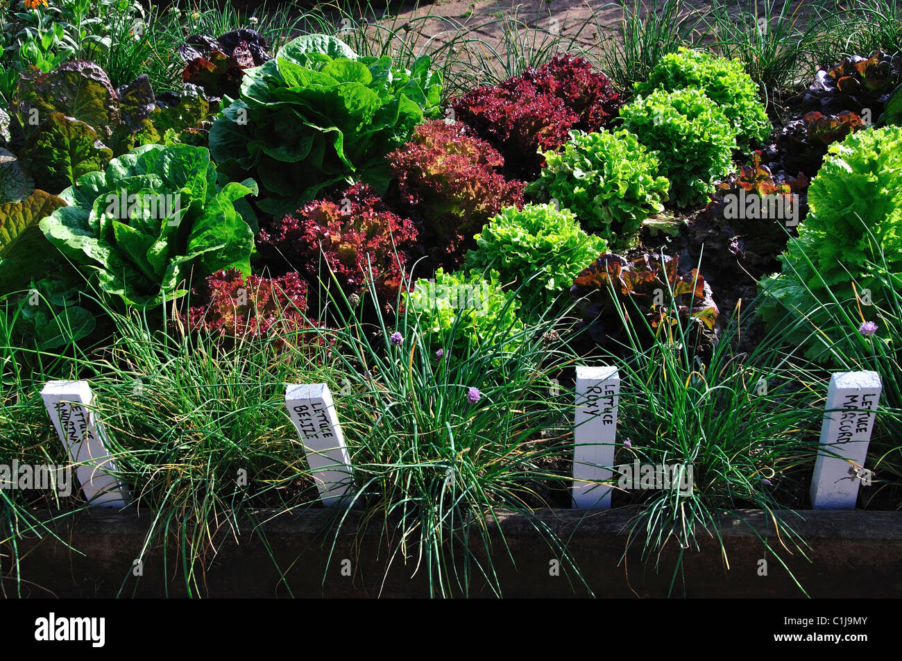Various varieties of lettuce in the vegetable garden. UK Stock Photo