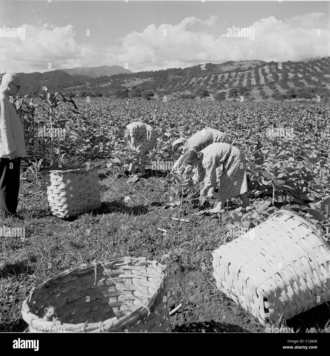 Tobacco Black and White Stock Photos & Images - Alamy