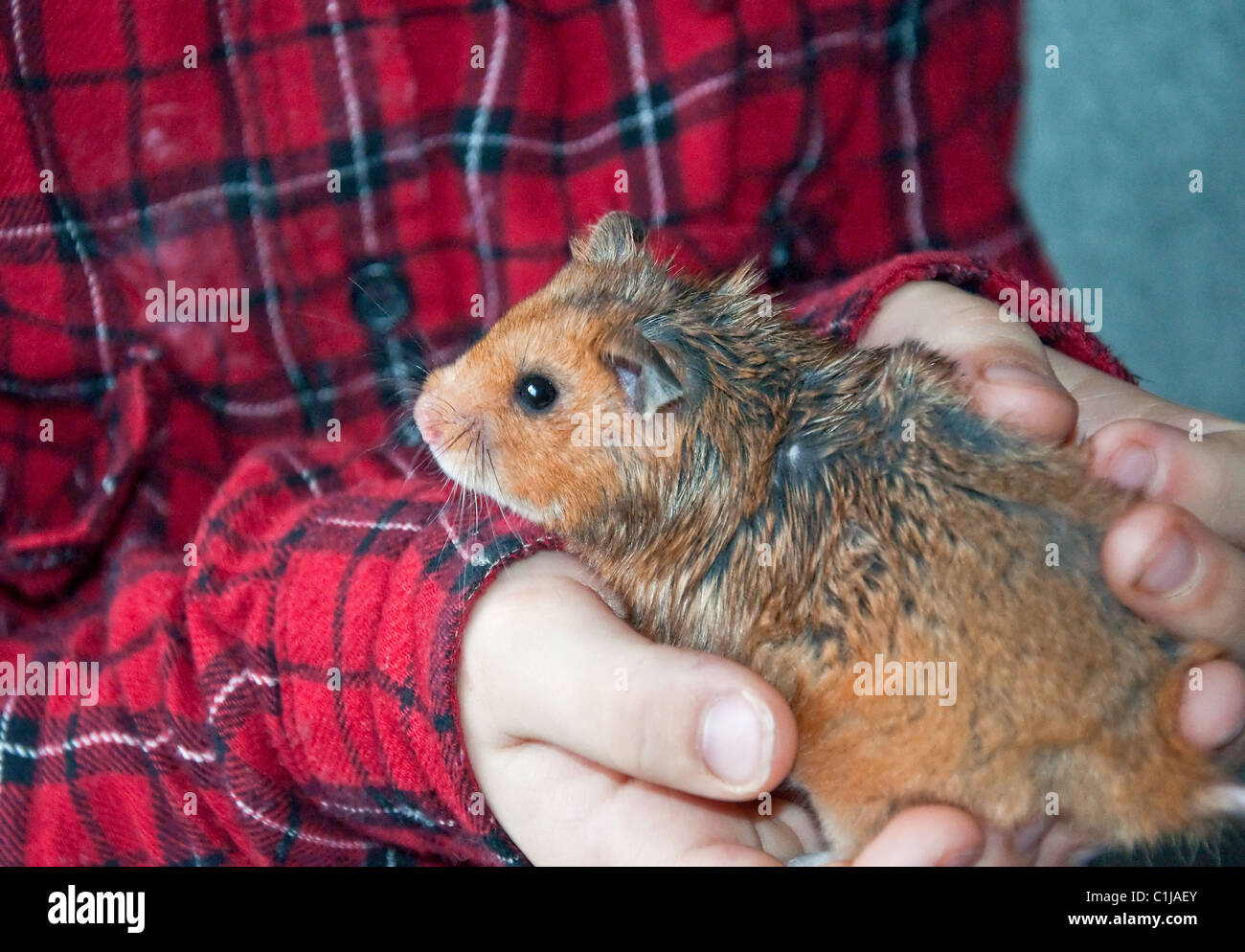 Man Holding A Tiny Beautiful Hamster Stock Photo - Download Image