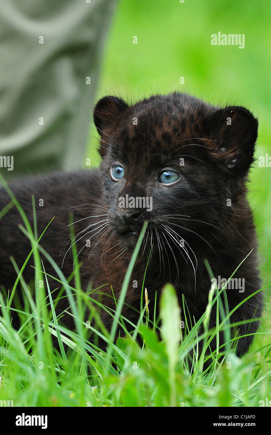 Panther cubs Larisa and Sipura are shown to the press for the first time  since their birth on 26th of April 2009 at Tierpark Stock Photo - Alamy, image size:866x1390