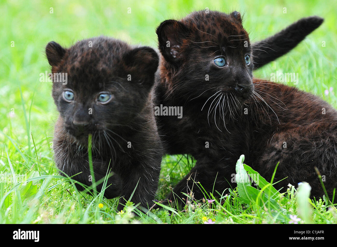 panther cubs