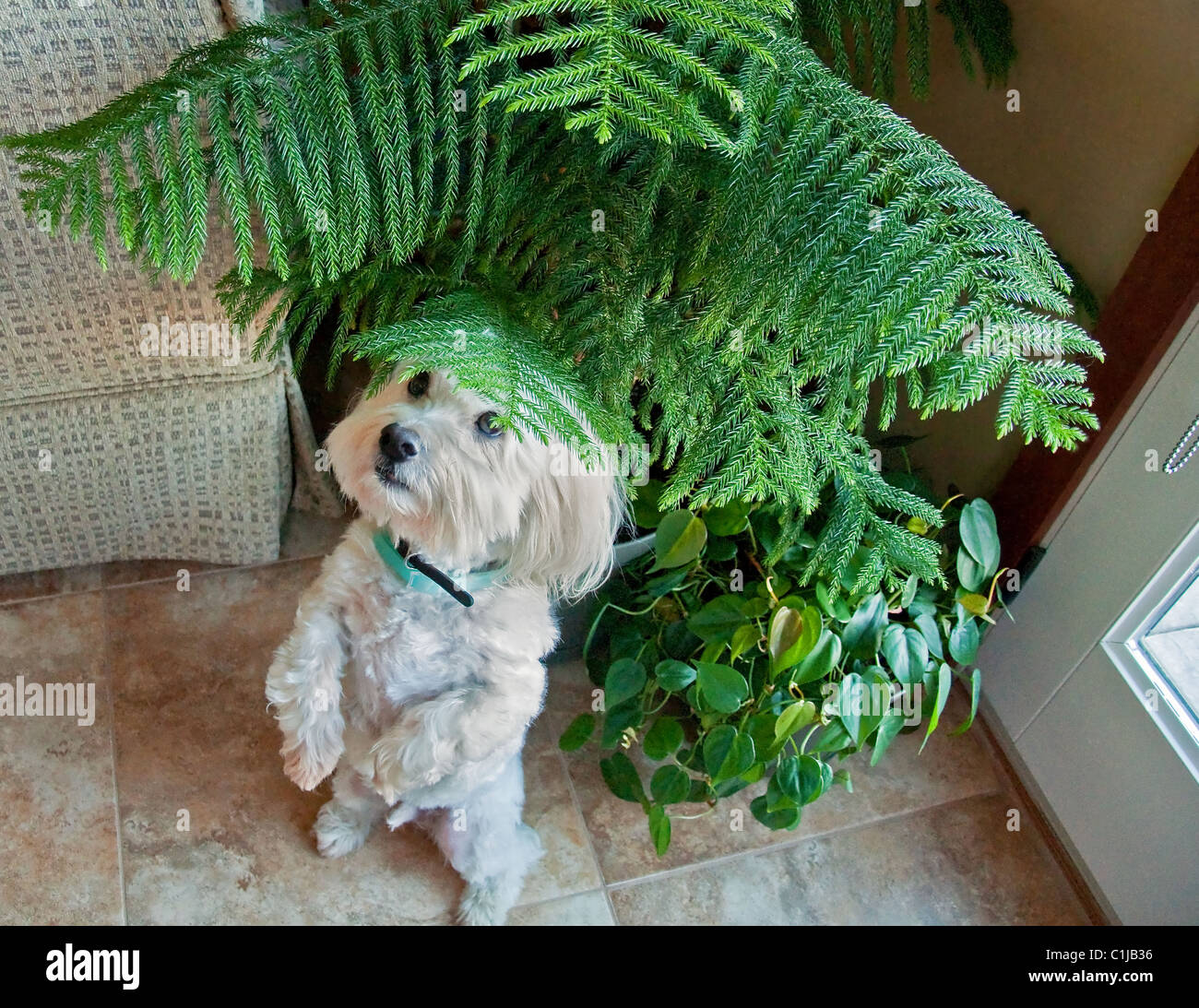 This cute white coton de tulear dog is standing on it's hind feet directly under an indoor tree that just allows his eye to peak Stock Photo