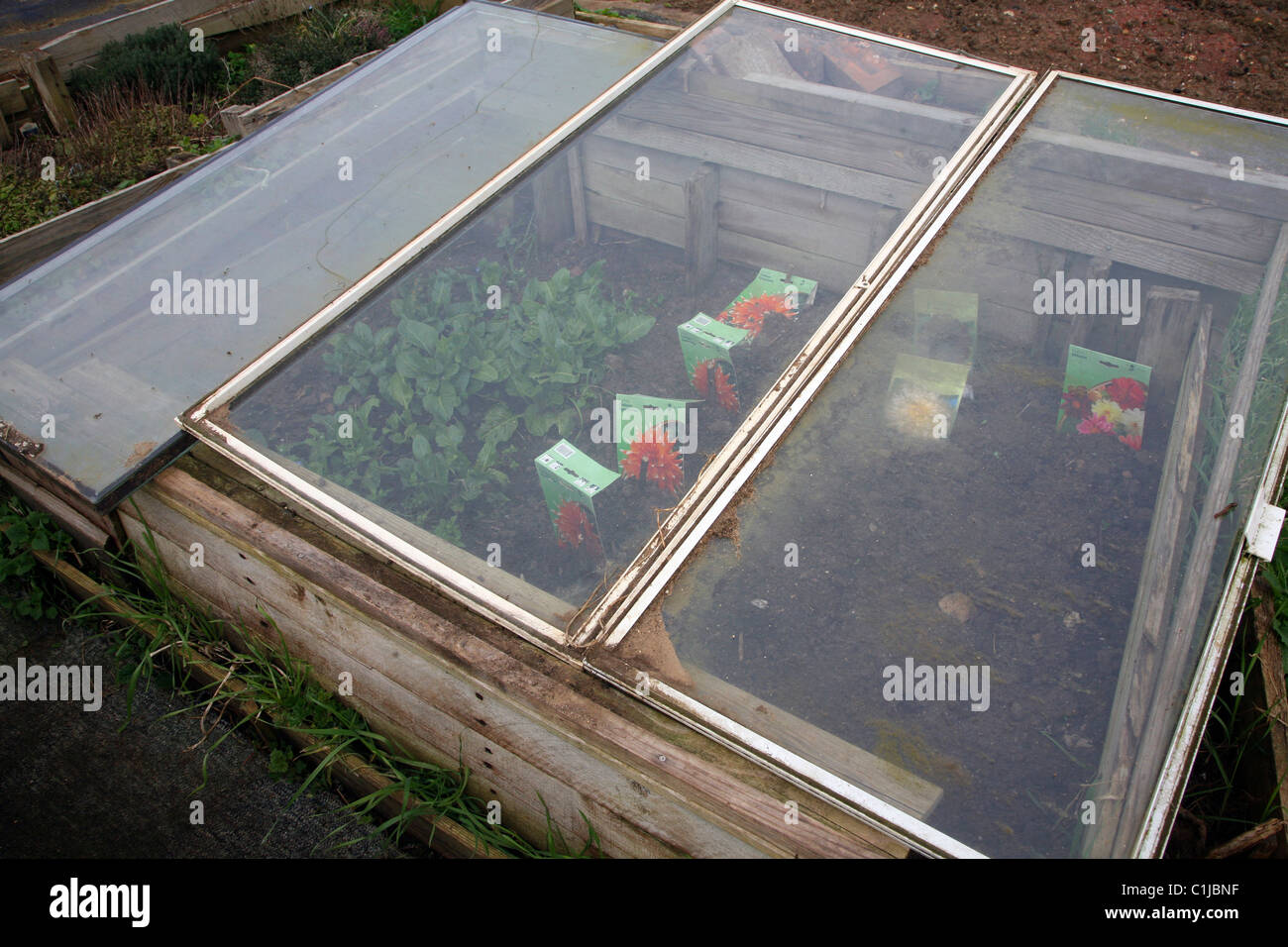 Glass cold frame seeds flowers planted Stock Photo