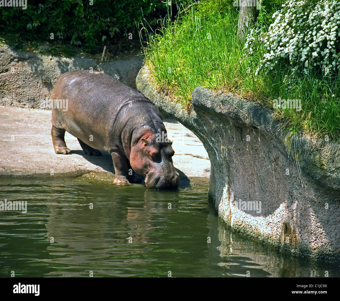 Hippopotamus drinking water hi-res stock photography and images - Alamy