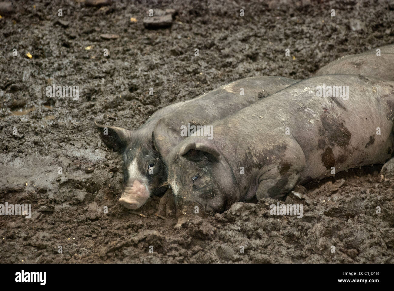 Berkshire Pigs, Stone Barns Center for Food and Agriculture, Pocantico Hills, New York, USA Stock Photo