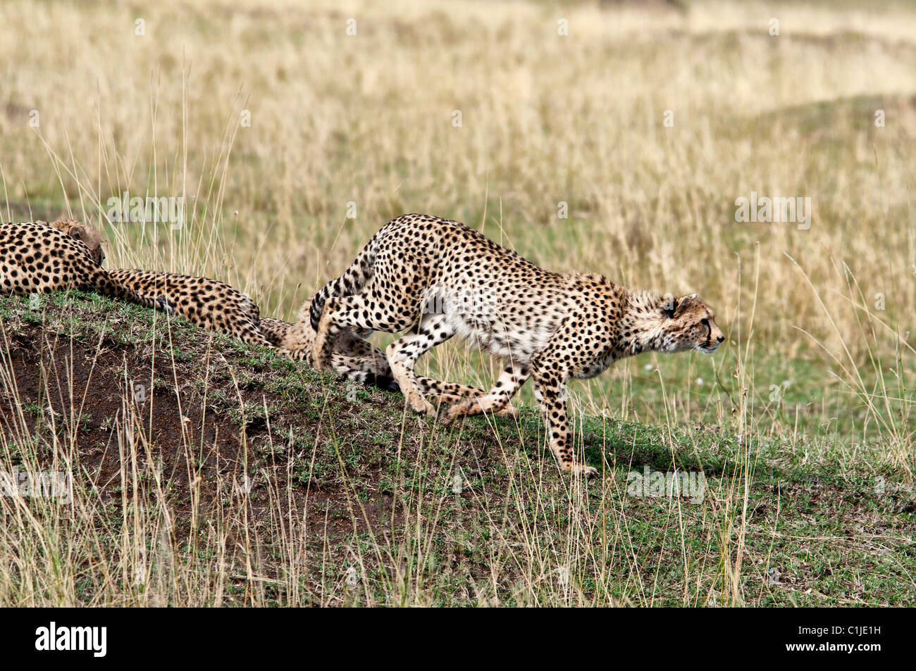 Cheetah, Acinonyx  jubatus, Stalking prey, Masai Mara National Reserve, Kenya, Africa Stock Photo
