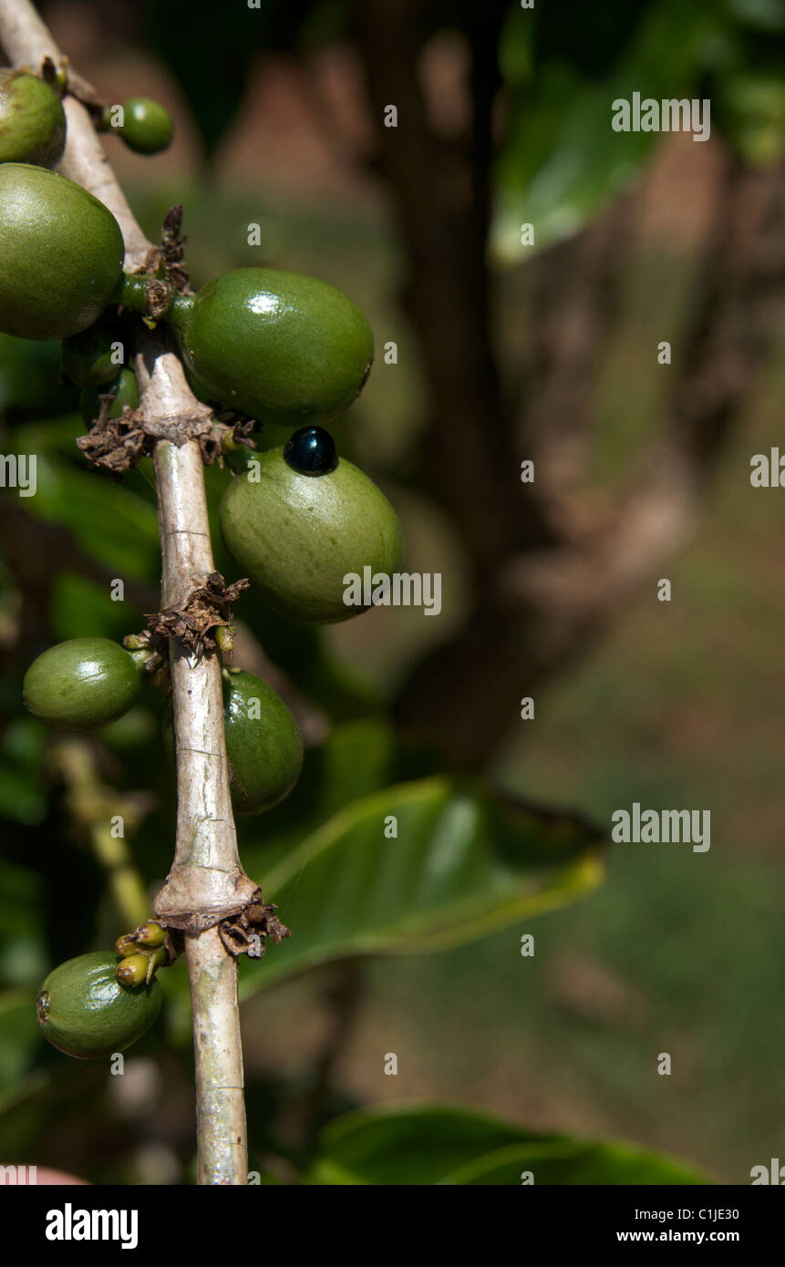 Coffee berries on the shrub Stock Photo