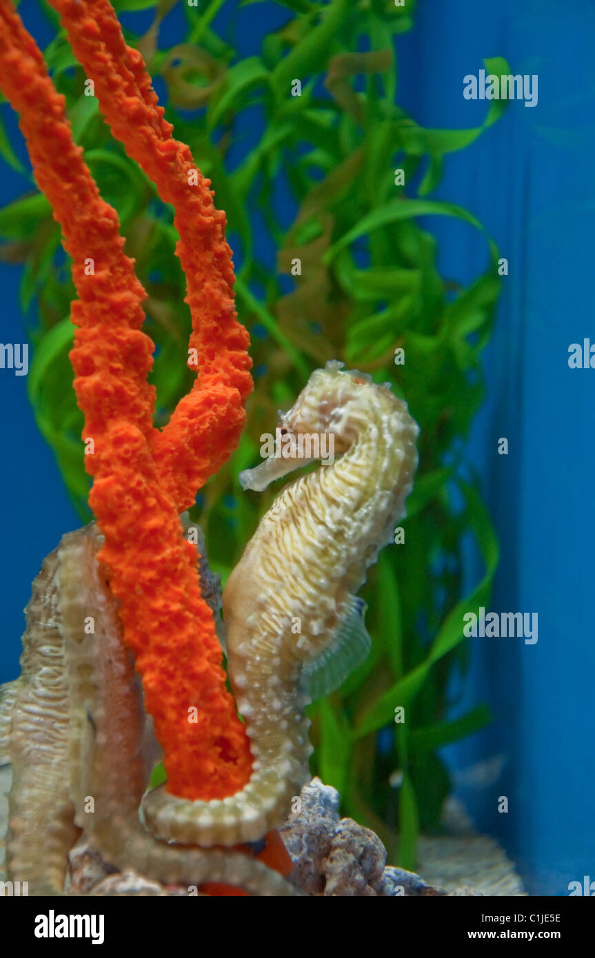 Several seahorses are in this aquarium, with one if particular being curled around a bright orange underwater plant. Stock Photo