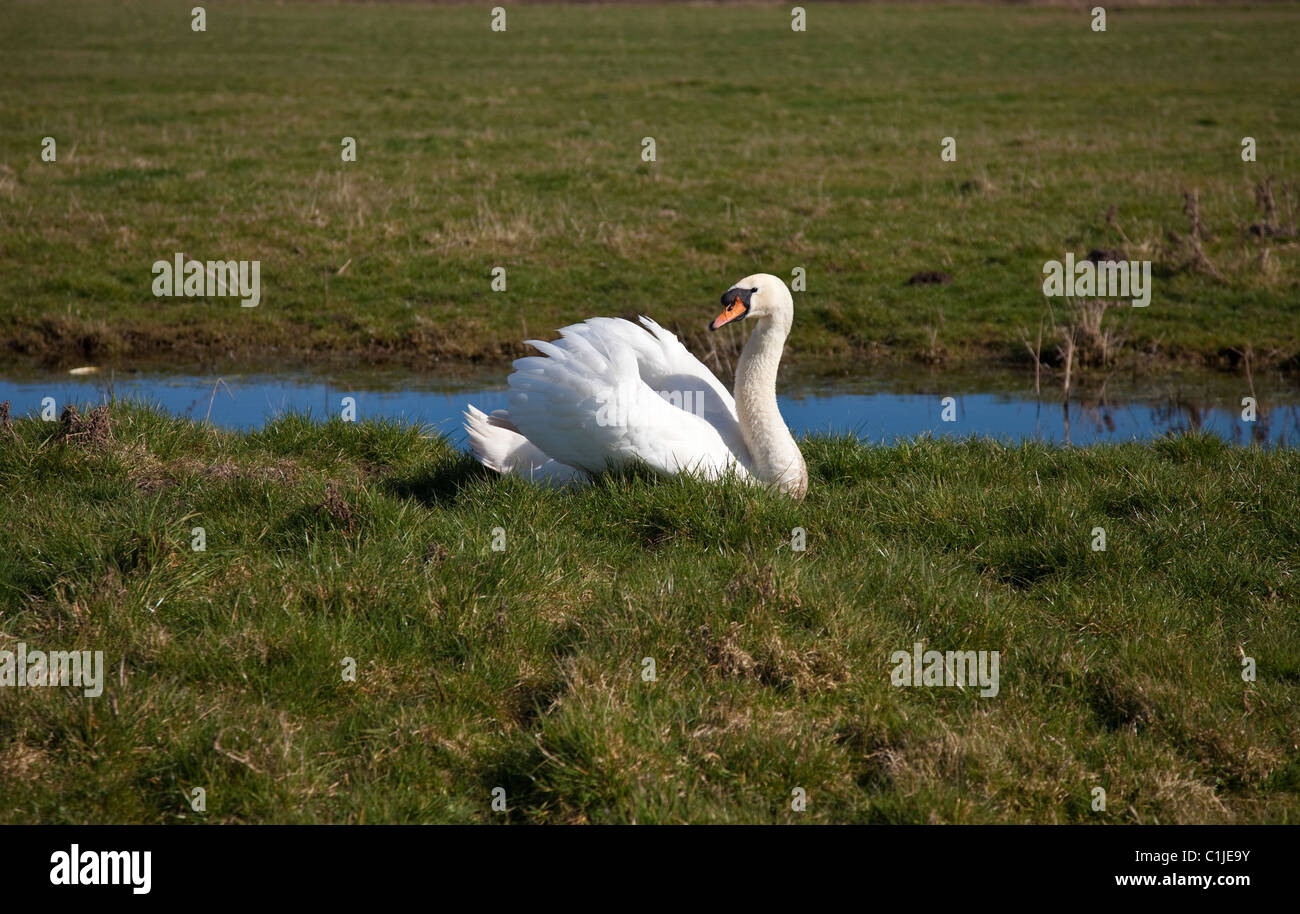 Swan Halvergate Marshes Norfolk Broads Stock Photo