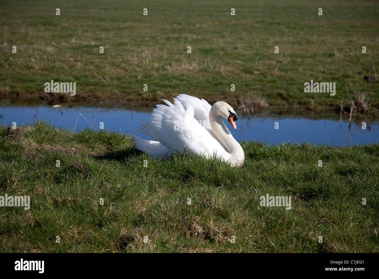 Swan Halvergate Marshes Stock Photo