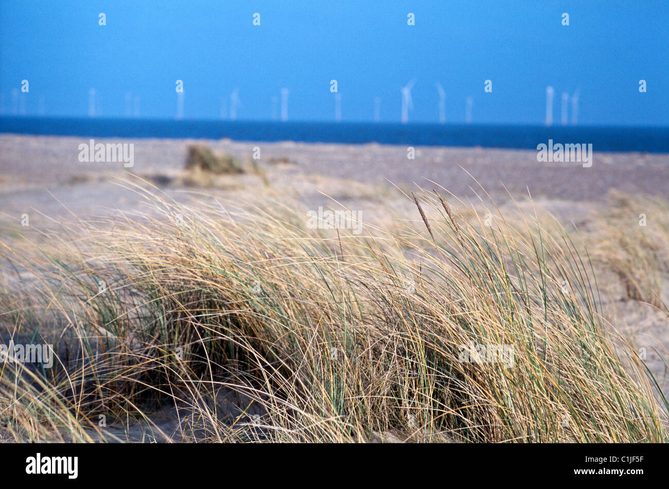 Grass blowing in the wind at Great Yarmouth beach infront of the scrooby sands off-shore wind farm Stock Photo