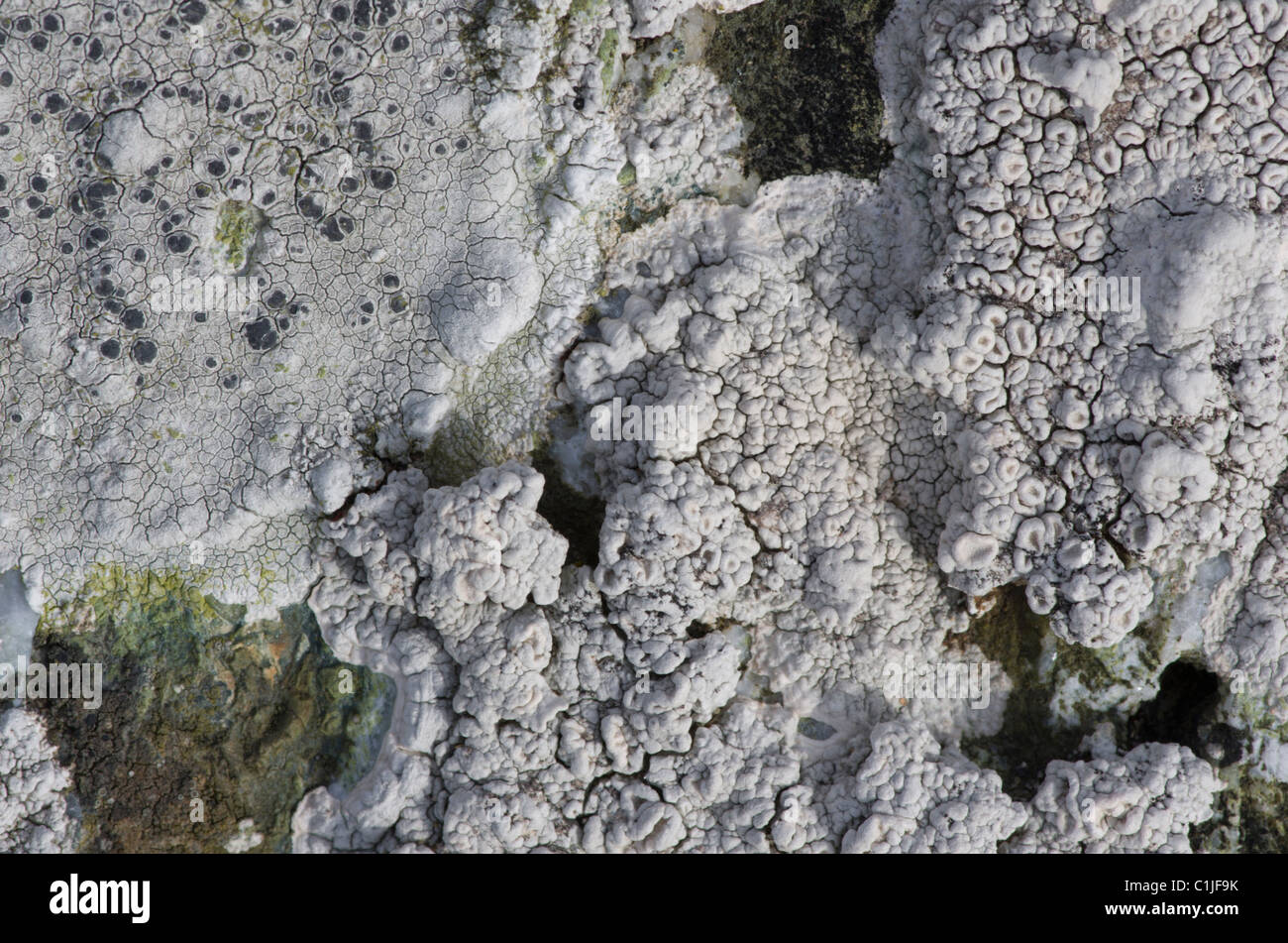 A coastal lichen common along coasts on rocks above high tide line Stock Photo
