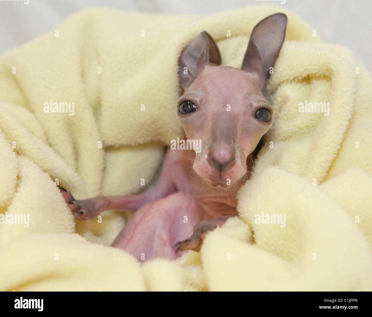 BABY 'ROO SURVIVES ON MILK This cute kangaroo is being nursed back to ...
