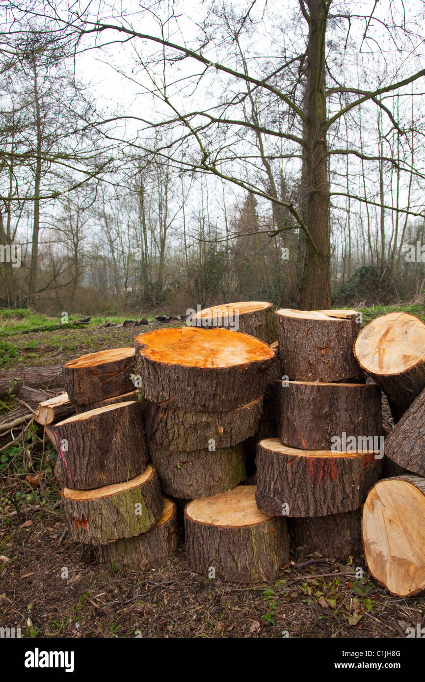 Woodland management, log pile left as part of conservation policy, Kent, UK Stock Photo