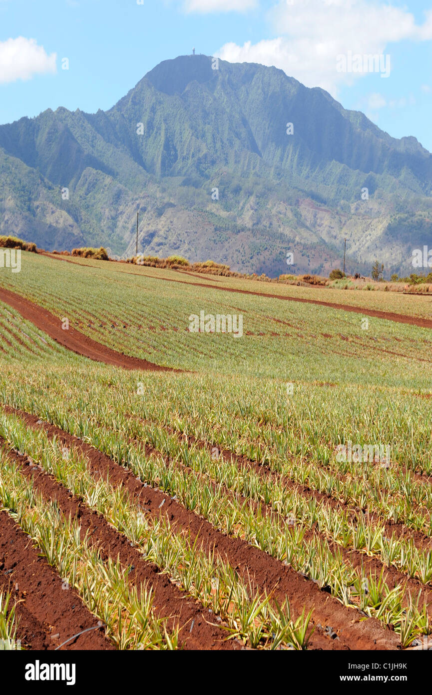 Pineapple Fields along Kamehameha Highway North Shore Hawaii Oahu