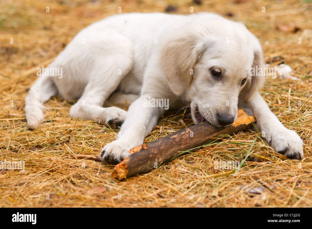 Gnaw stick hires stock photography and images Alamy