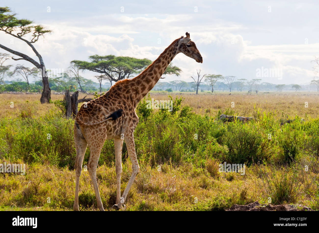 Serengeti giraffe hi-res stock photography and images - Alamy