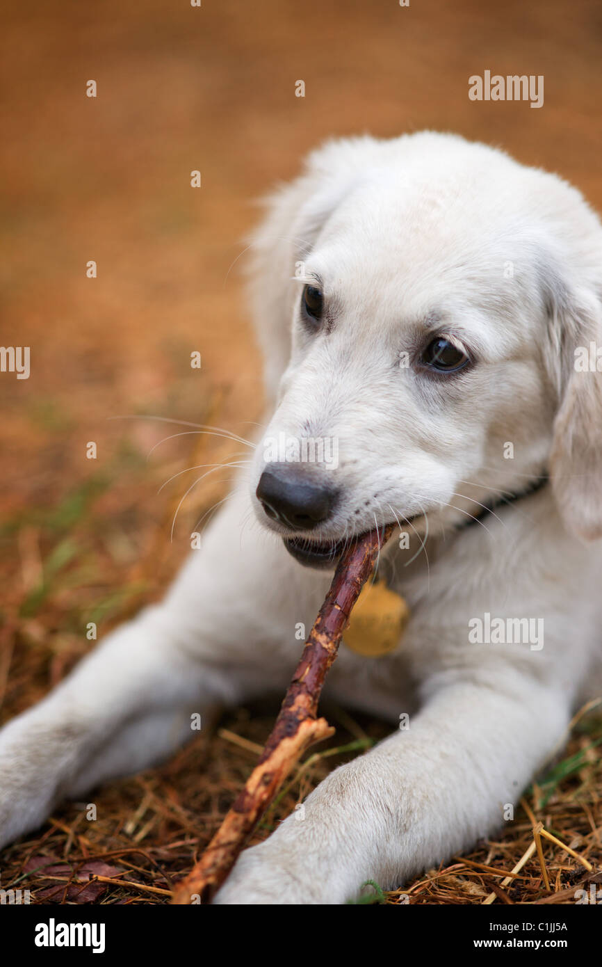 Dog gnawing a stick Stock Photo Alamy