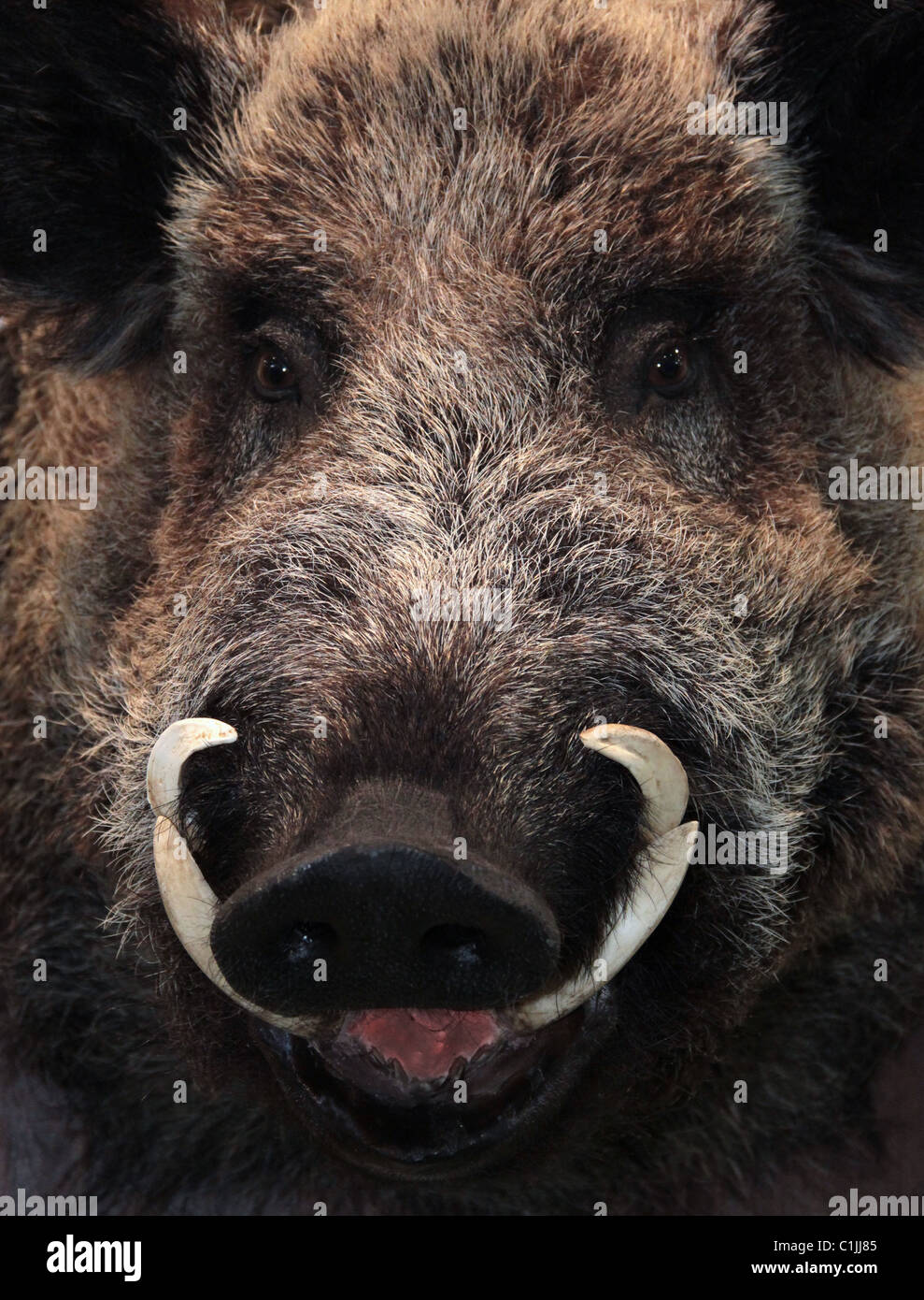 wild pig tusks Stock Photo - Alamy