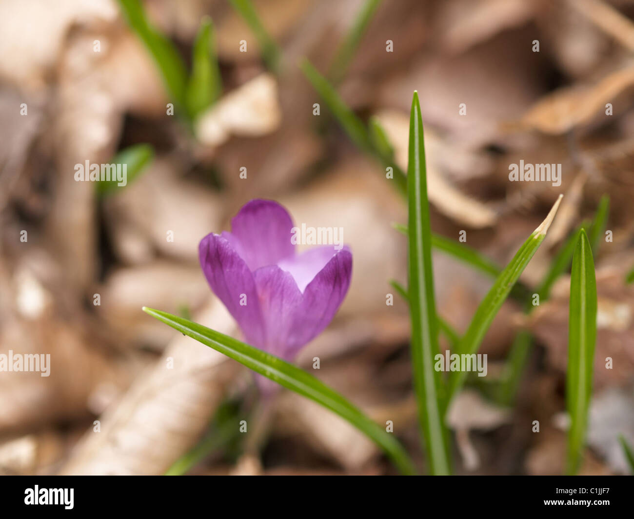 Woodland spring Crocus with open violet flower (Crocus vernus, Giant Crocus) Stock Photo