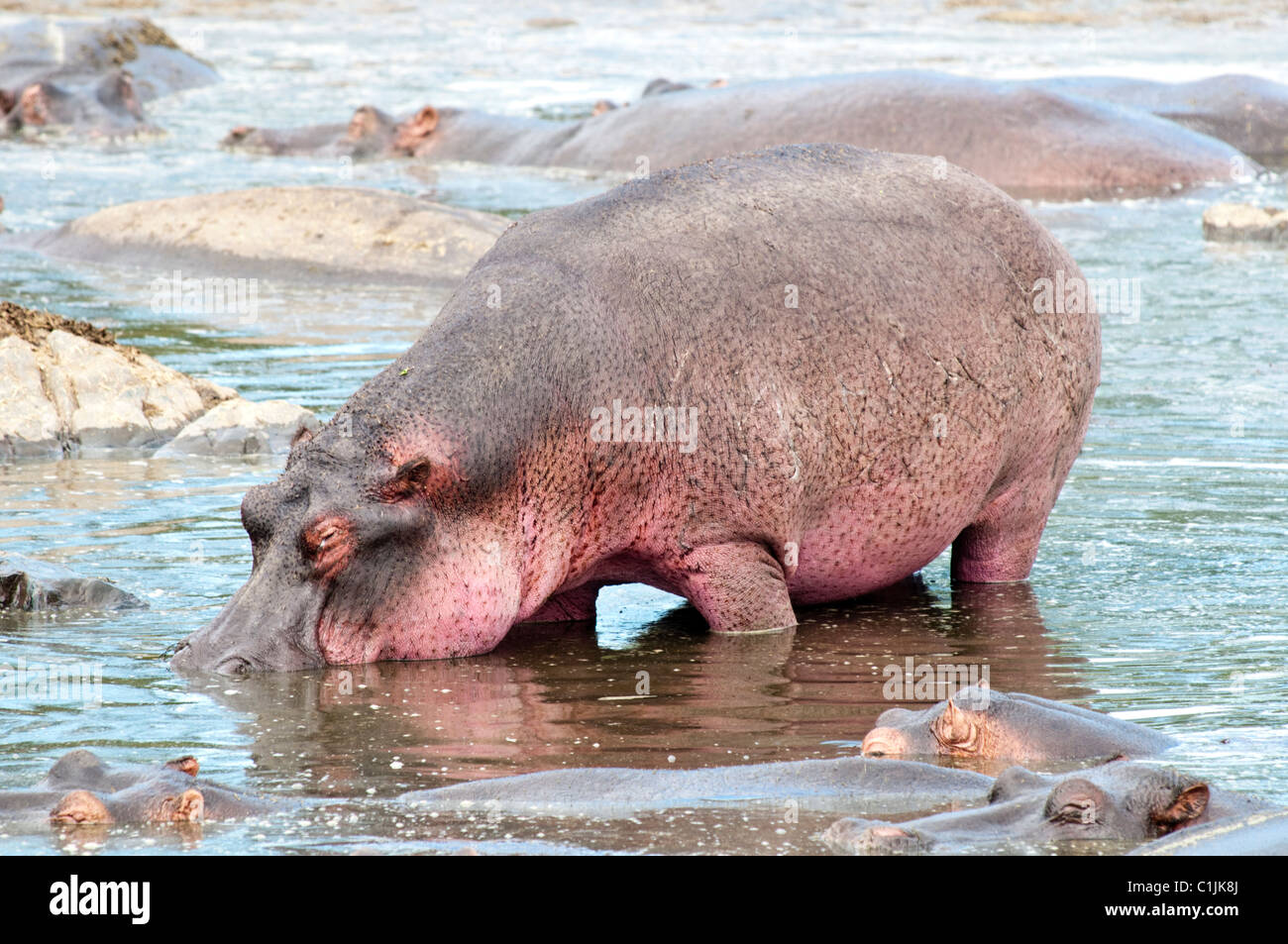 Serengeti Animal Park, Tanzania Stock Photo