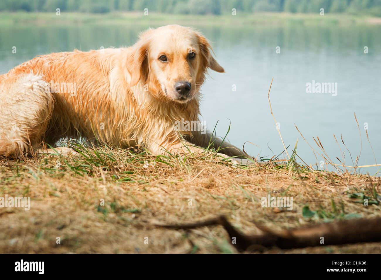 Golden retriever on lake side Stock Photo